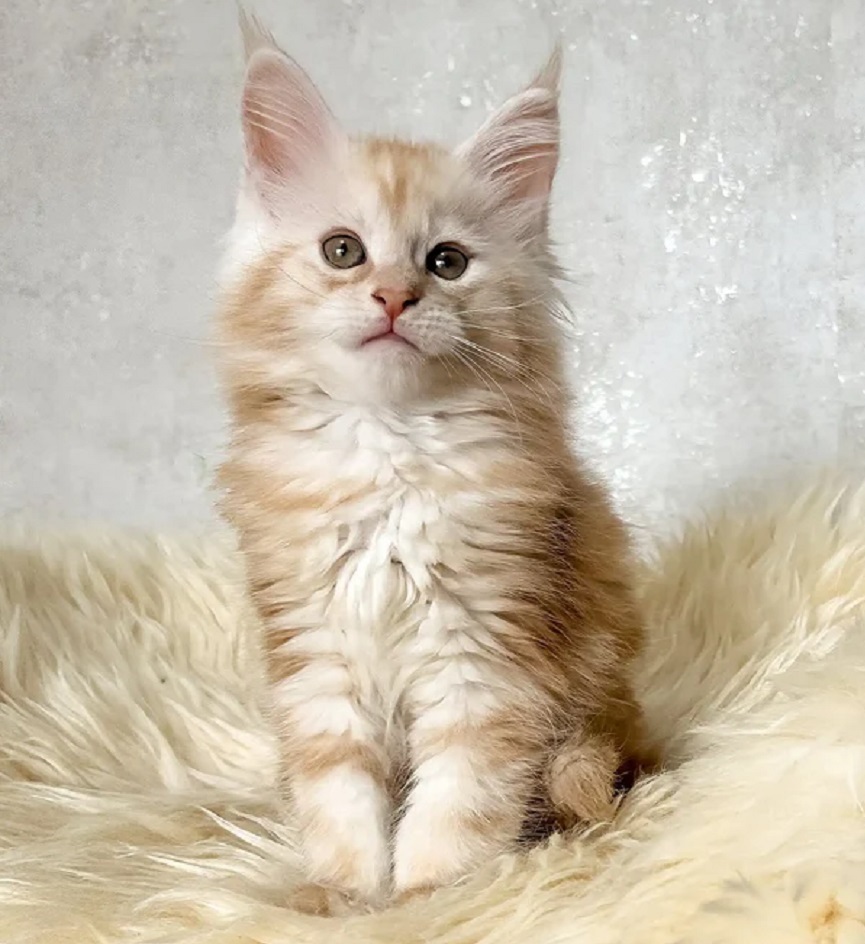 Healthy home-raised Maine Coon kitten in Brisbane Queensland