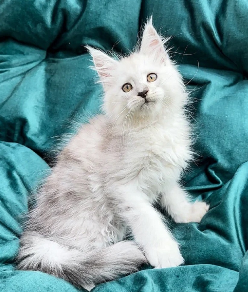 Healthy Maine Coon Kittens Melbourne VIC – Registered Breeder Maine Coon kitten for sale in Melbourne VIC from registered breeder