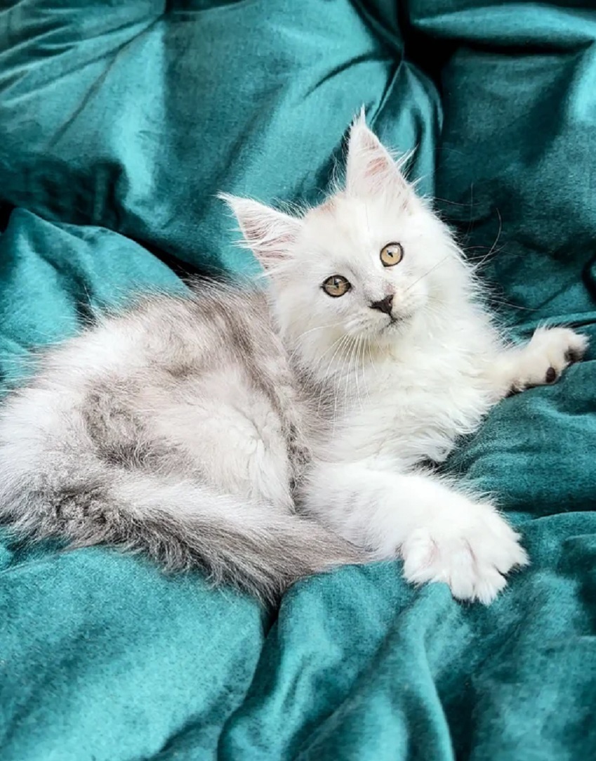 Pedigree Maine Coon kitten in Townsville QLD from trusted breeder