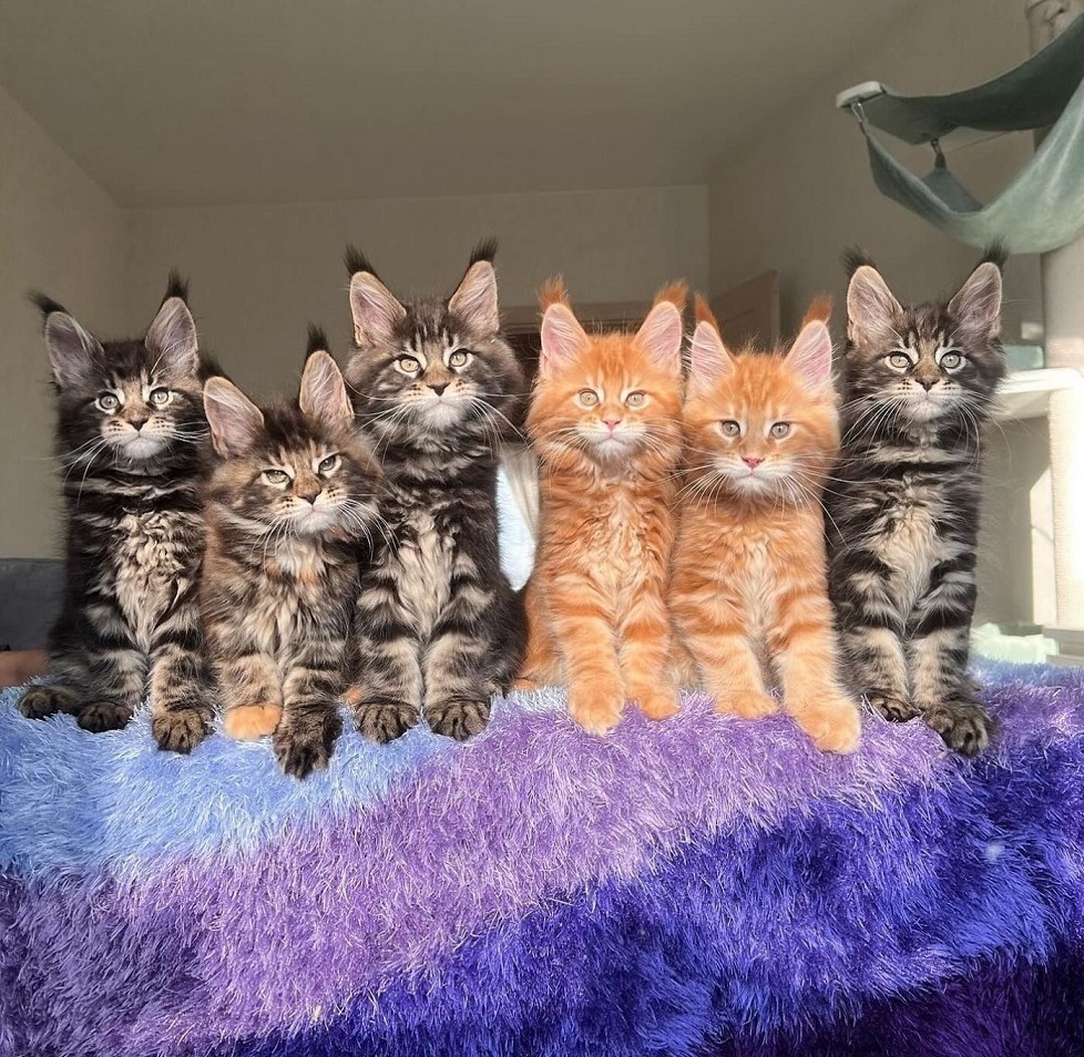 Maine Coon kitten in Hobart Tasmania