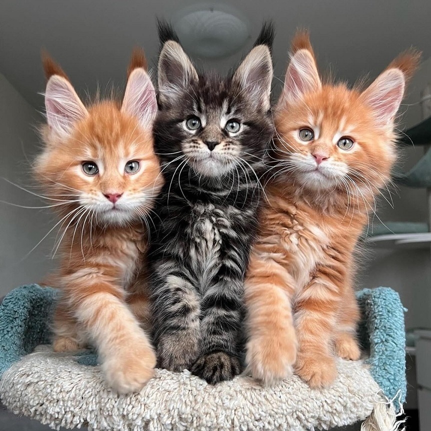 Dirty Paws Maine Coons Kitten Home – Ethical Maine Coon Breeders in Australia Pedigree Maine Coon kitten in Perth WA