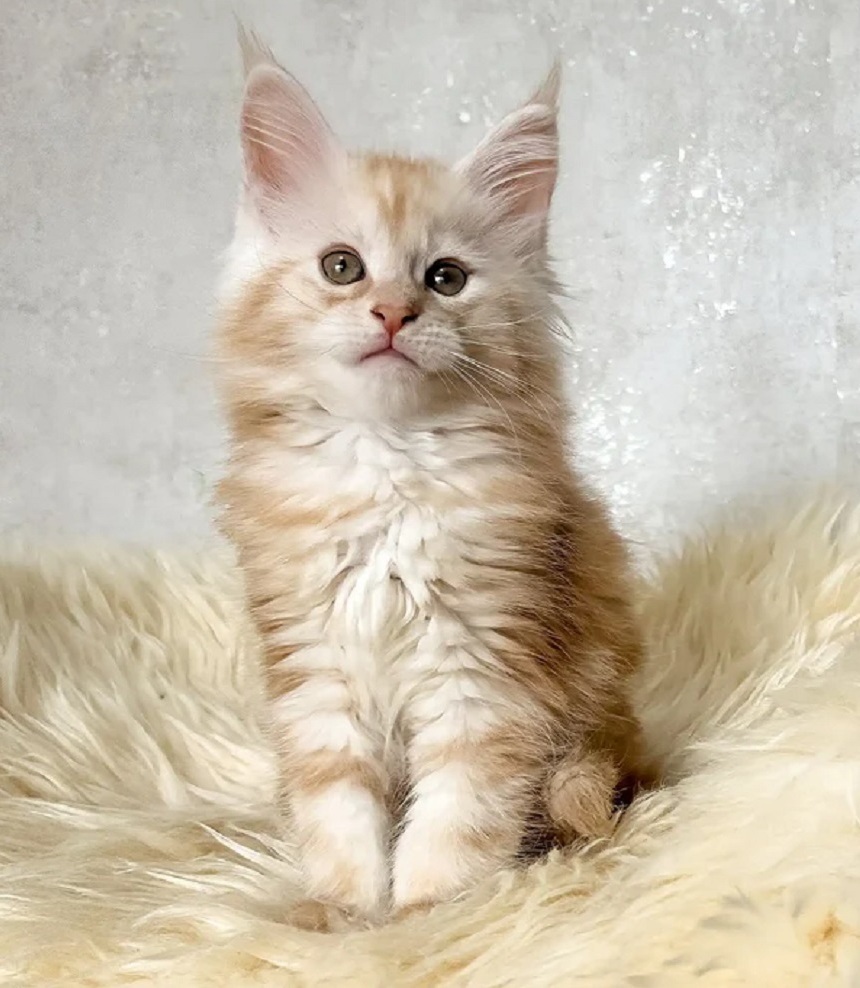 Discover beautiful Maine Coon kittens from DirtyPaws Maine Coons, available for enquiries from Australian families seeking affectionate purebred feline companions.