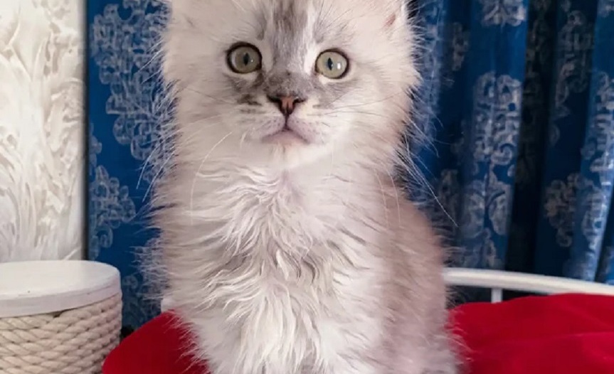 Purebred Maine Coon kitten in Cairns
