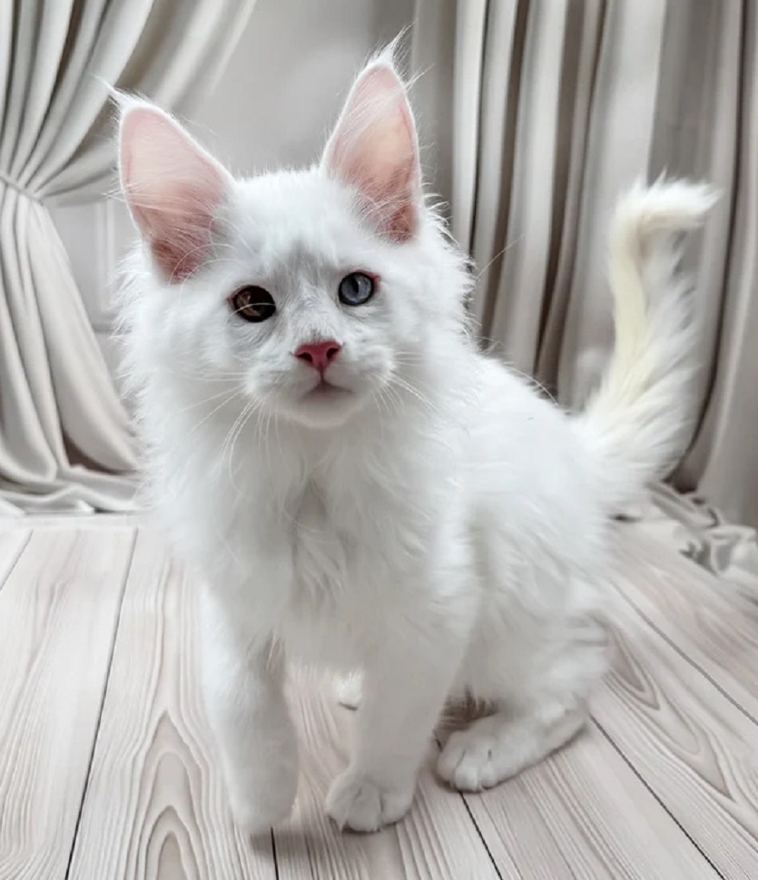 Maine Coon Kittens for Sale Newcastle NSW | DirtyPaws Maine Coons Beautiful purebred Maine Coon kittens from DirtyPaws Maine Coons, available to Newcastle families, featuring luxurious fluffy coats, affectionate personalities, and distinctive breed characteristics.