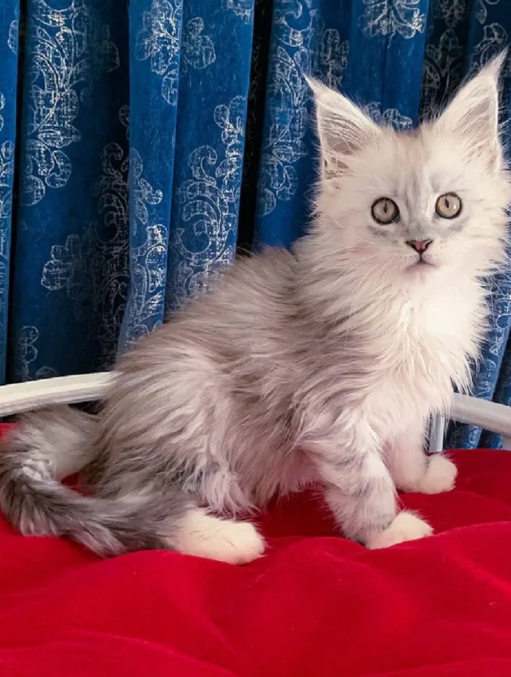 Maine Coon kitten for sale in Brisbane QLD
