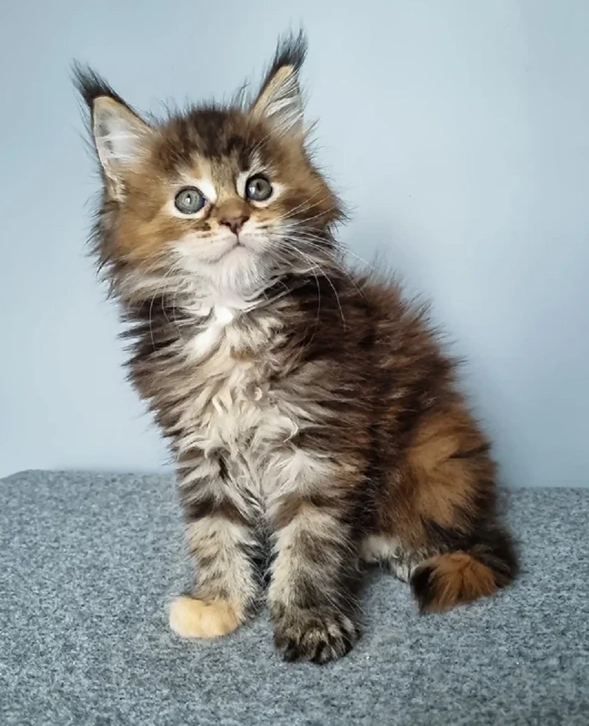 Beautiful Maine Coon kittens from Aussie Crown Maine Coons & Ragdolls, available to New South Wales families with health guarantees and suitable delivery arrangements.