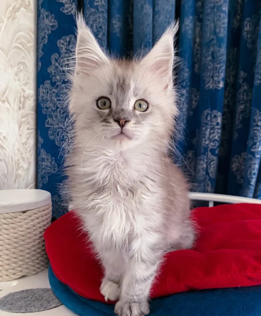 Purebred Maine Coon kitten in Cairns