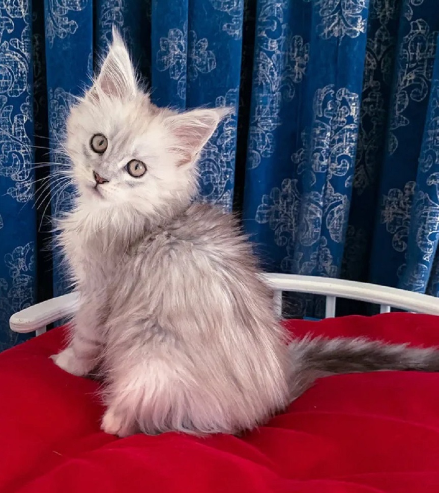 Purebred Maine Coon kitten in Melbourne VIC from ethical breeder