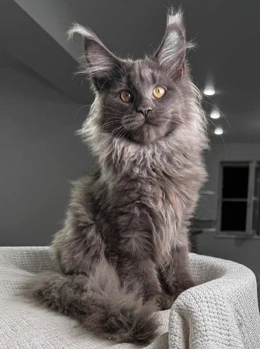 Purebred Maine Coon kitten available in Sydney NSW from a registered Australian breeder