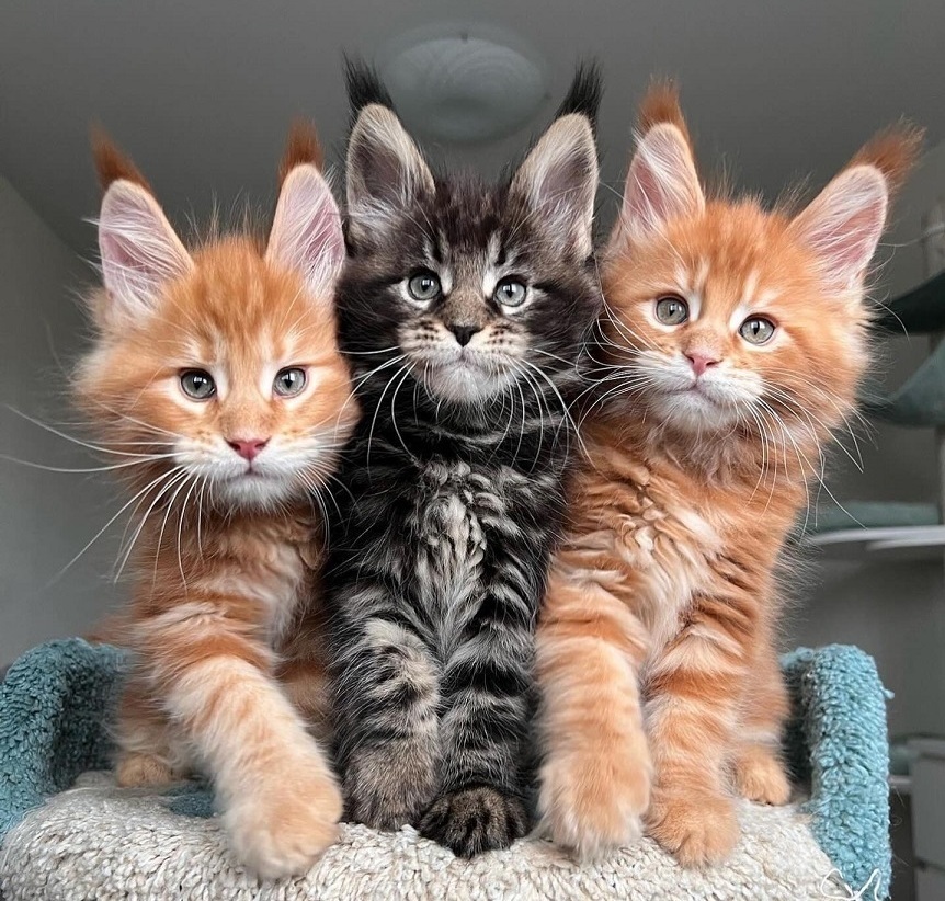 Purebred Maine Coon kitten for sale in Adelaide SA