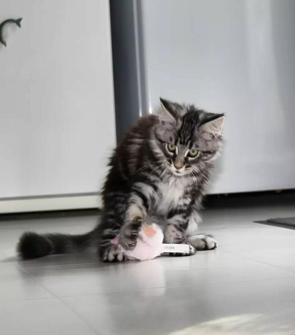 Maine Coon Kittens for Sale Hobart Tasmania | DirtyPaws Maine Coons Beautiful purebred Maine Coon kittens from DirtyPaws Maine Coons, available to families in Hobart, Tasmania, featuring fluffy coats, charming personalities, and distinctive breed characteristics.