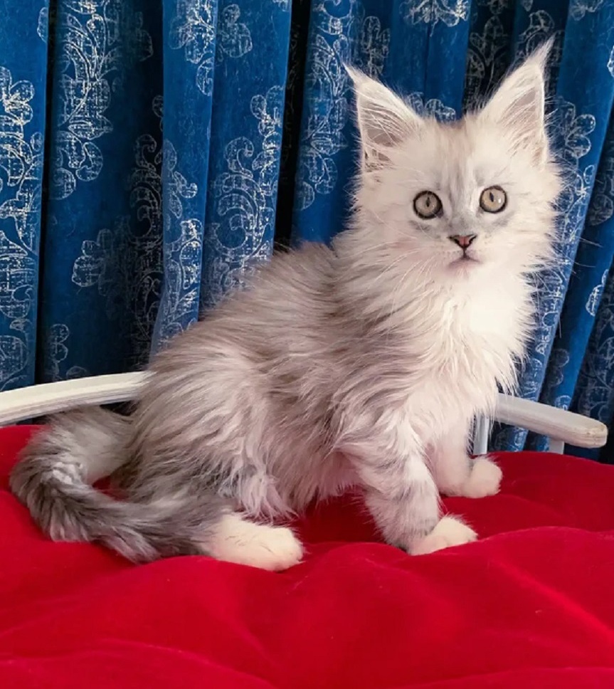Pedigree Maine Coon kitten available in Melbourne VIC