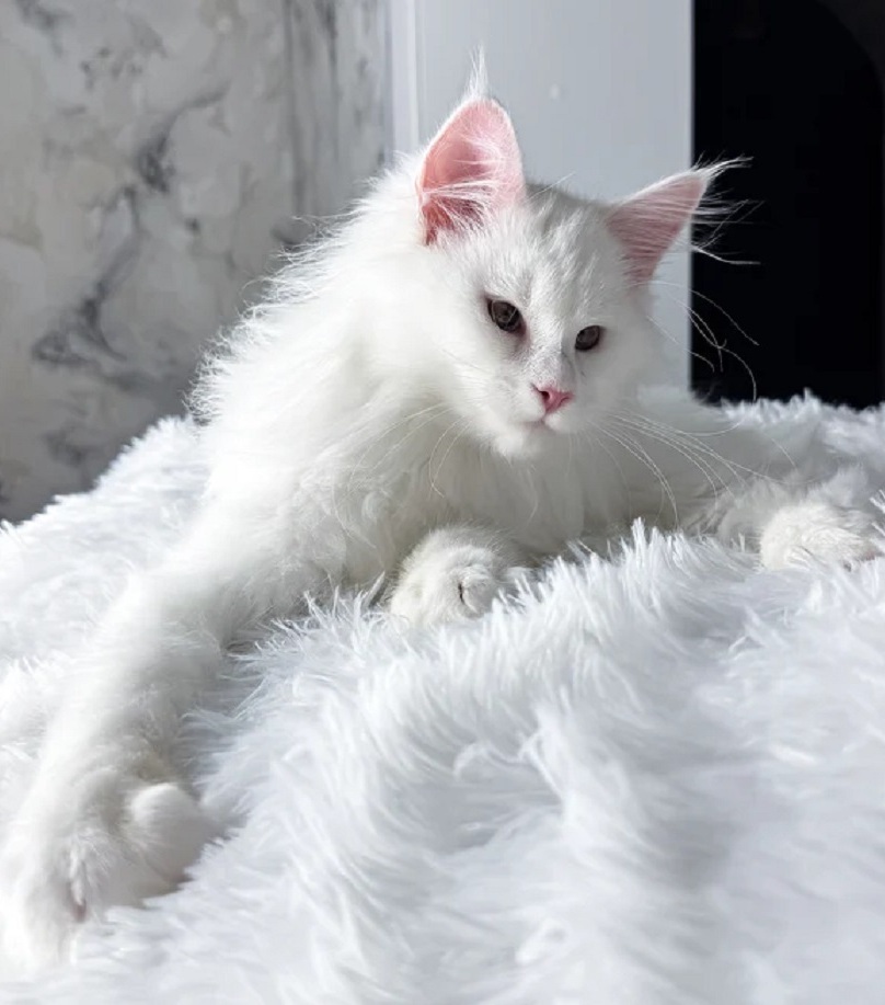 Home-raised purebred Maine Coon kitten in Darwin NT