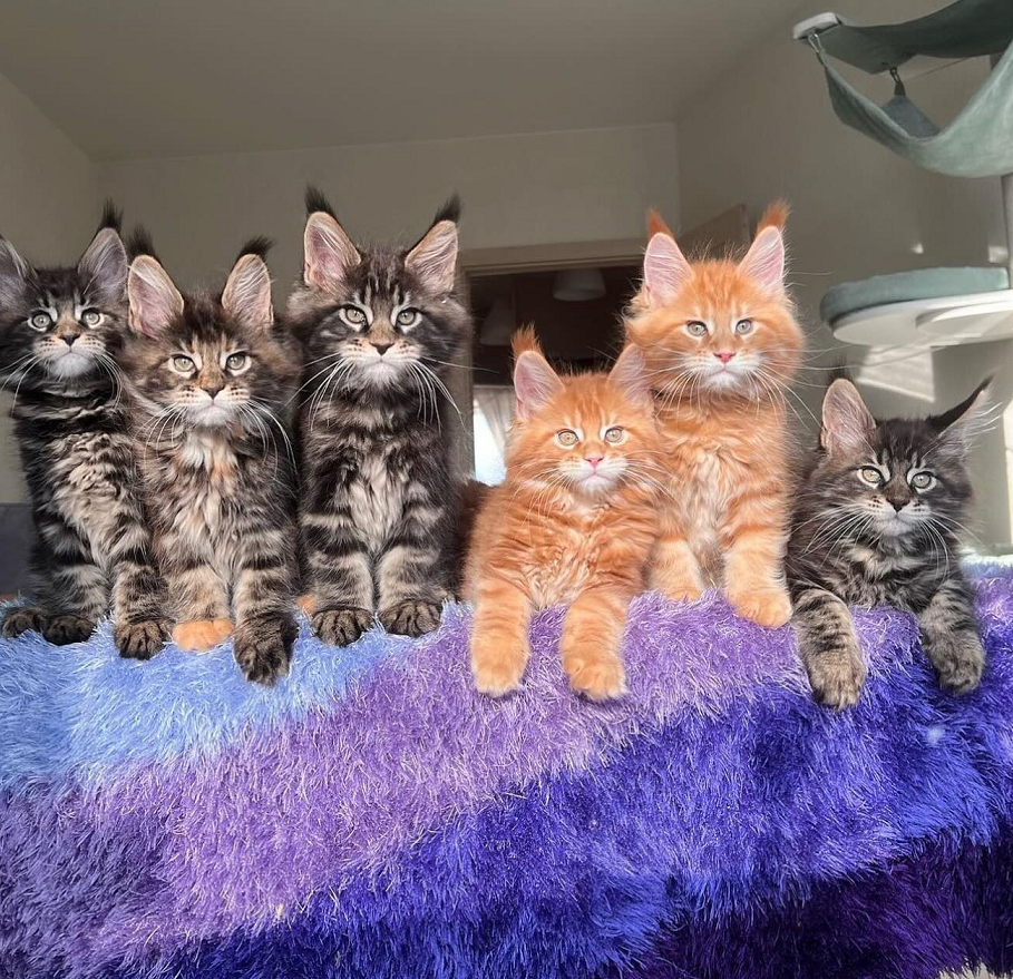Dirty Paws Maine Coons Kitten Home – Ethical Maine Coon Breeders in Australia Pedigree Maine Coon kitten in Perth WA