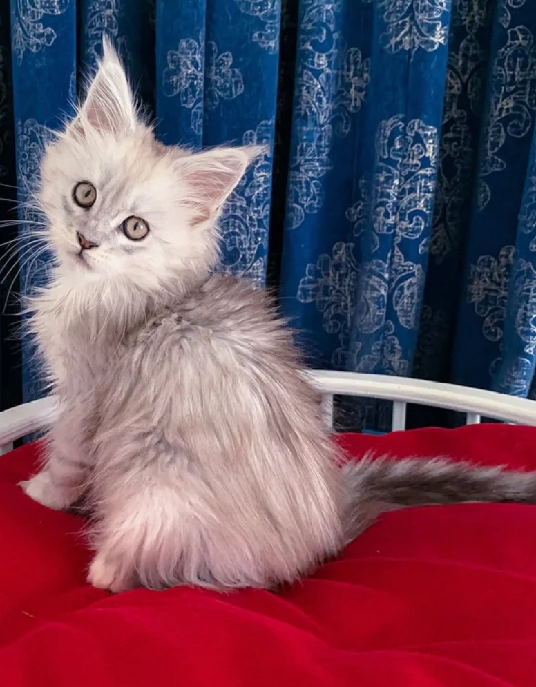 Maine Coon kitten for sale in Geelong from trusted breeder