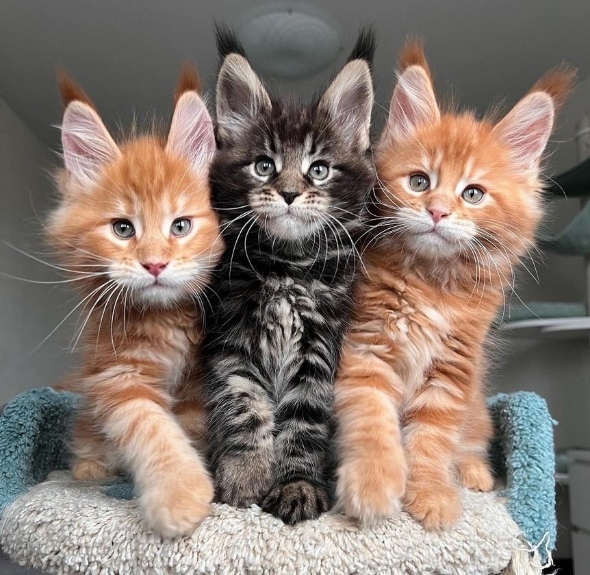 Ethical Maine Coon Kitten in Wollongong Maine Coon kitten in Wollongong raised by ethical breeders