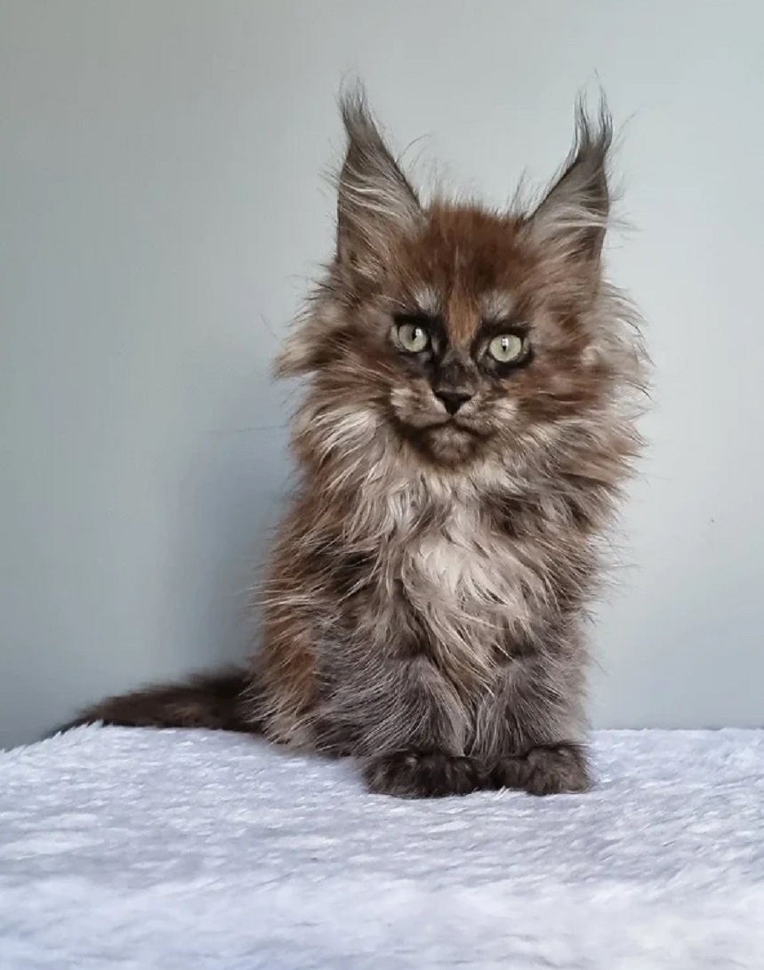 Maine Coon Kittens Perth WA – Purebred Kittens Ready to Go Purebred Maine Coon kitten available in Perth WA