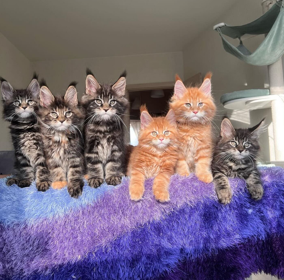 Maine Coon kitten in Whyalla SA