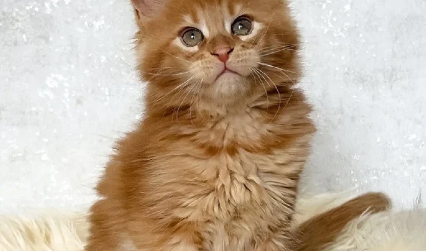 Buy a Maine Coon kitten