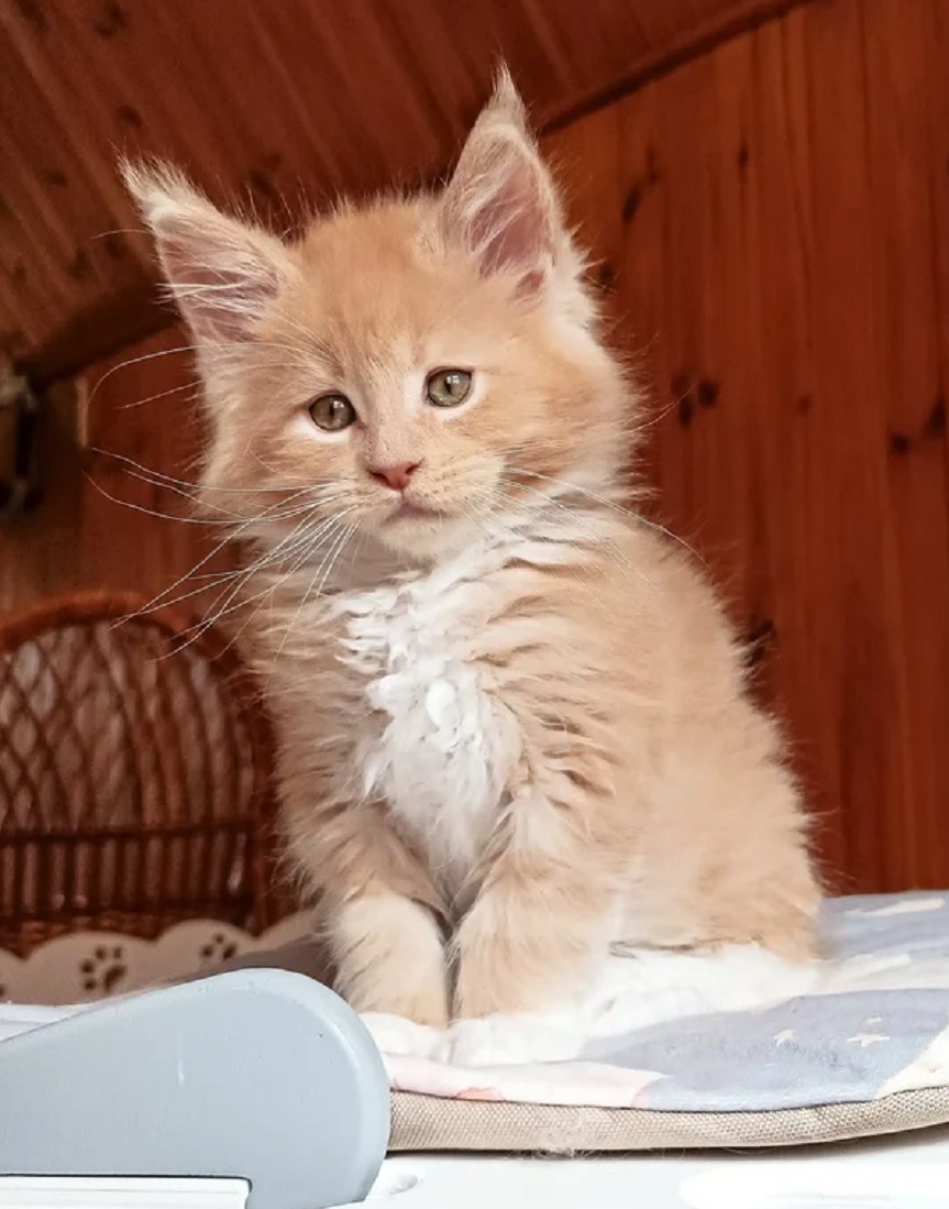 Healthy purebred Maine Coon kitten available in Albany WA