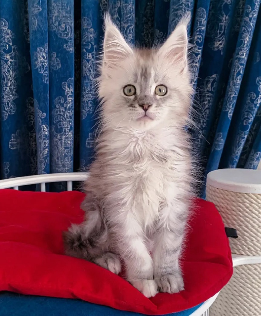 Pedigree Maine Coon kitten for sale in Launceston TAS