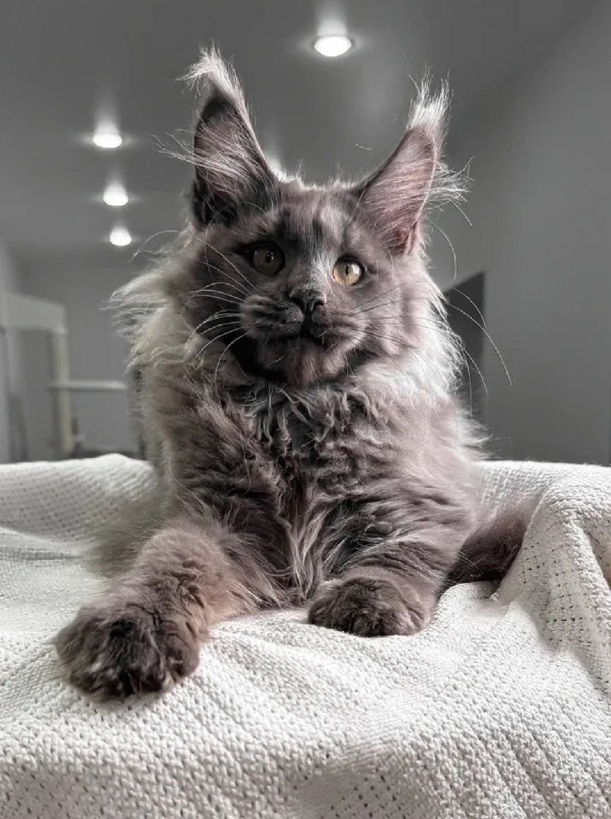 Ethically raised Maine Coon kitten in Brisbane QLD from a reputable breeder