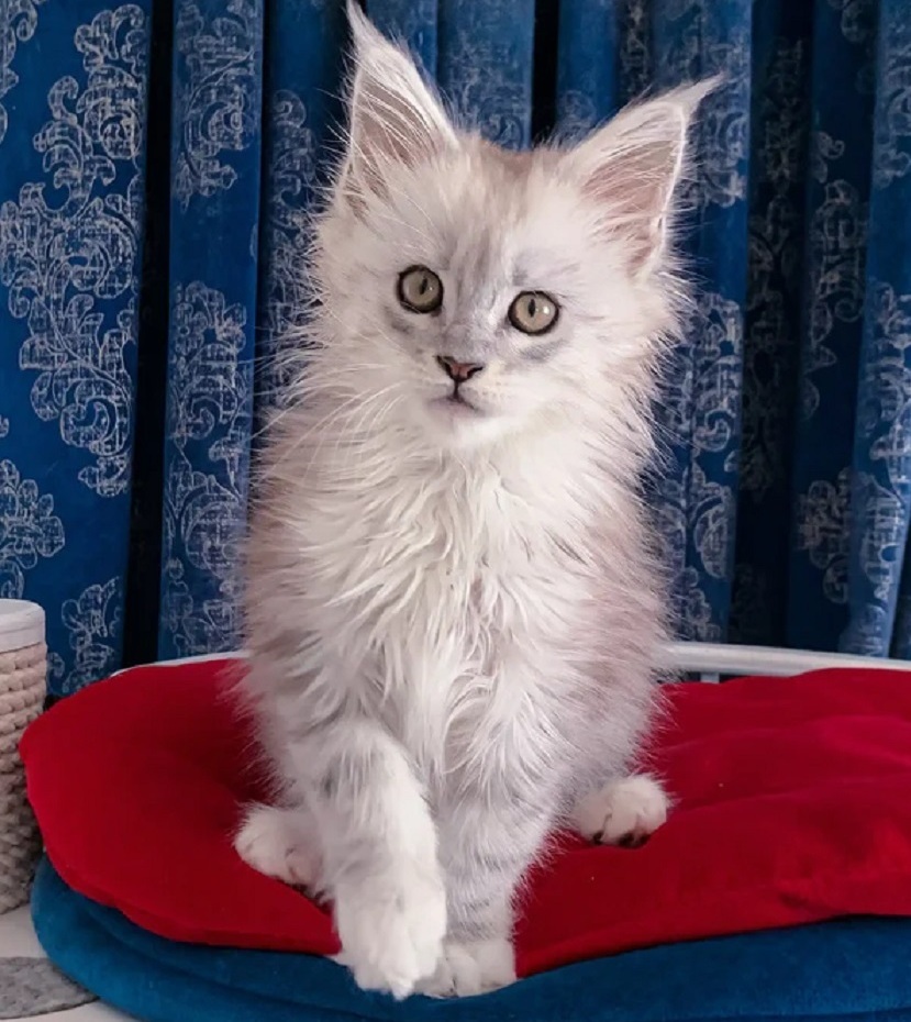 Purebred Maine Coon kitten ready for adoption in Melbourne VIC