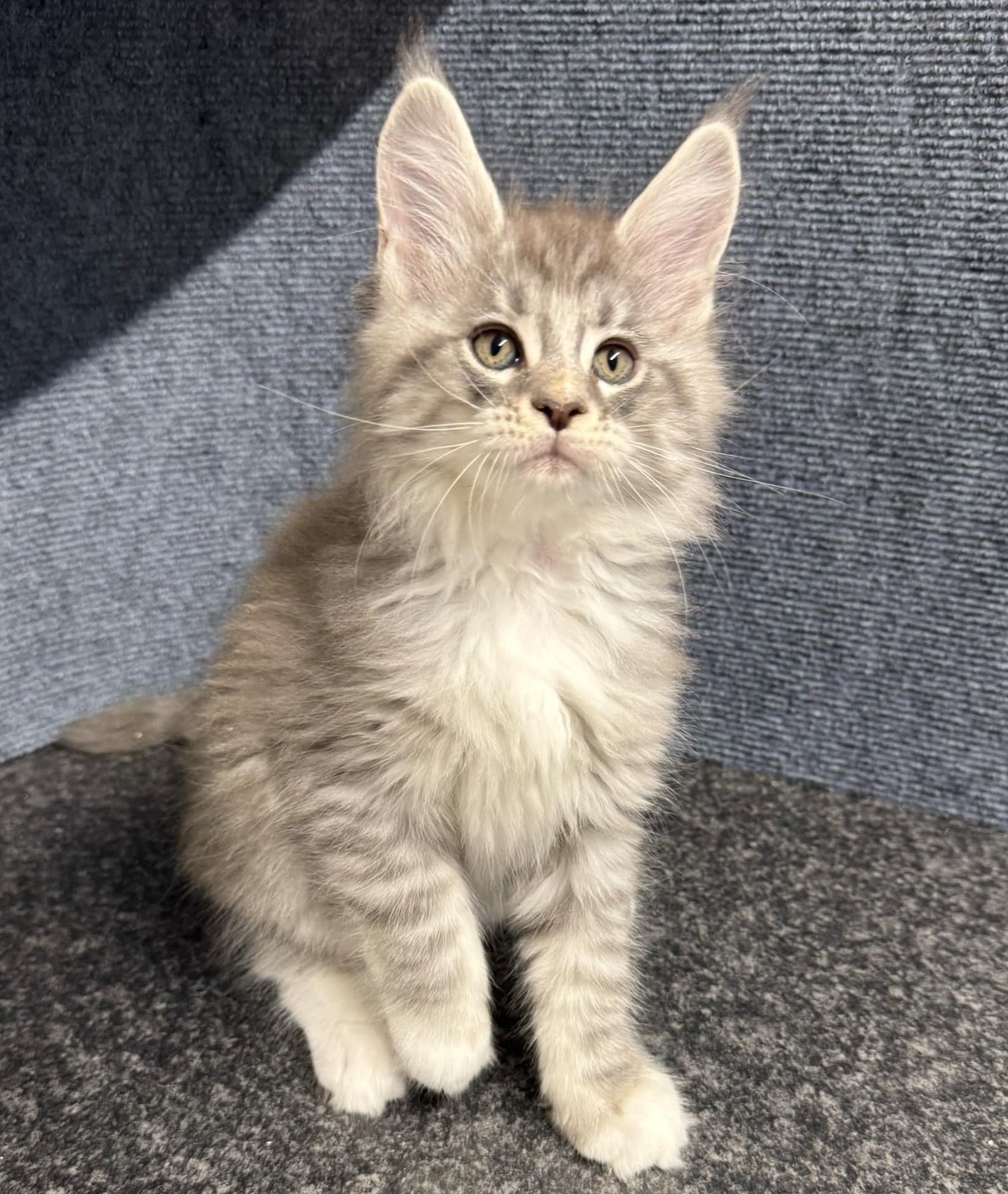 Maine Coon Breeders Brisbane QLD | Purebred Kittens