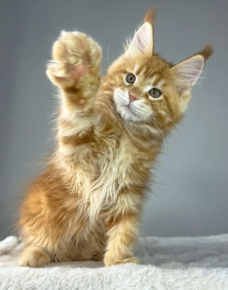 Maine Coon Kittens Melbourne VIC – Registered Breeder Kittens Maine Coon kitten Melbourne VIC from registered breeder