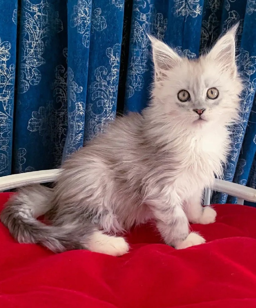 Maine Coon Kittens Cairns QLD – Purebred & Ready to Join New Homes Purebred Maine Coon kitten available in Cairns QLD