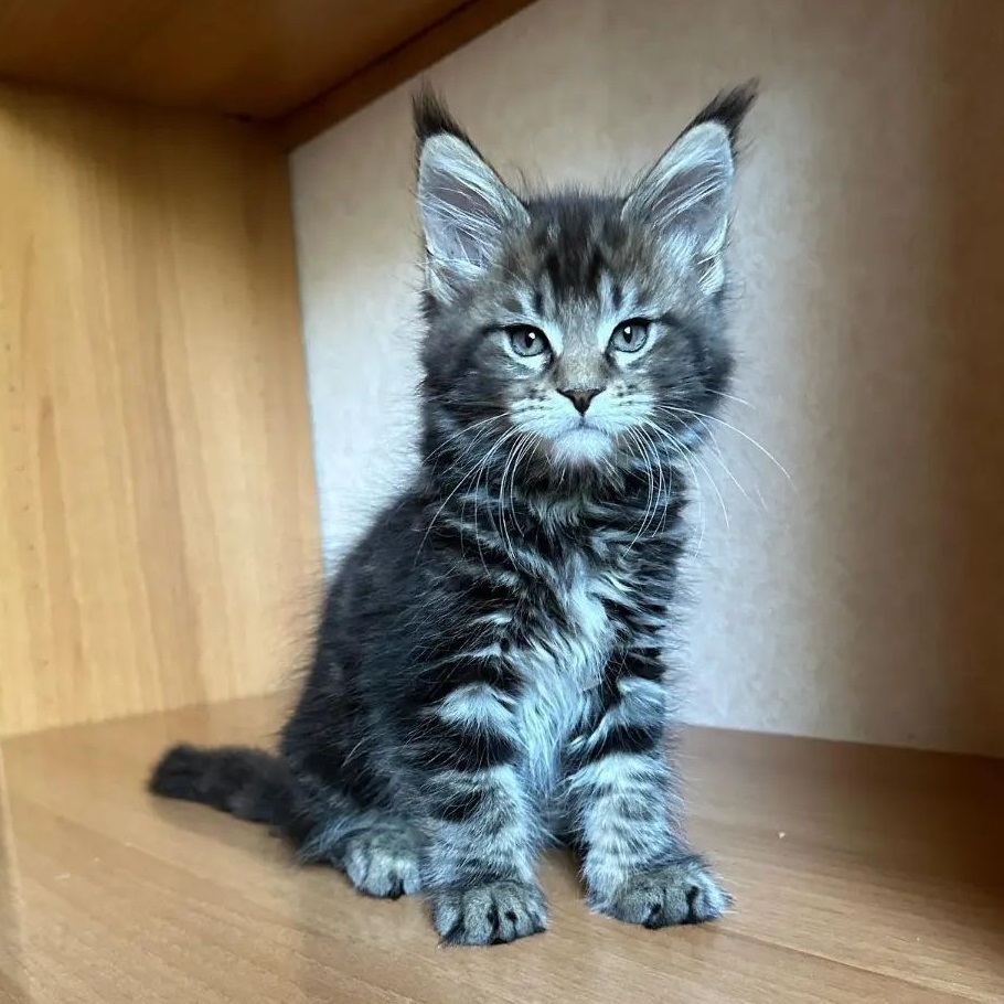 Purebred Maine Coon kitten in Melbourne VIC