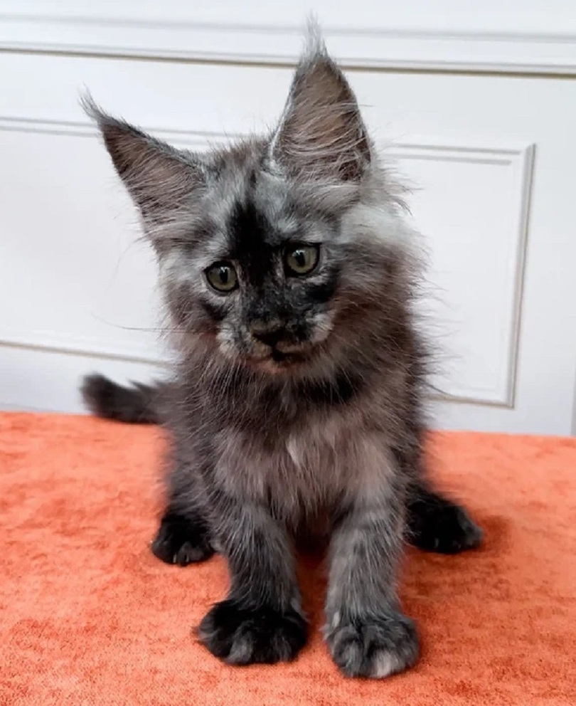 Healthy pedigree Maine Coon kitten in Townsville QLD
