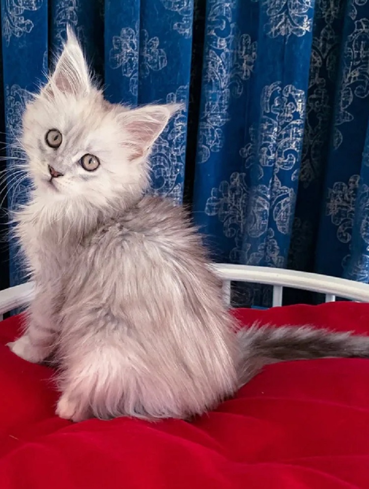 Maine Coon kitten for sale in Geelong from trusted breeder