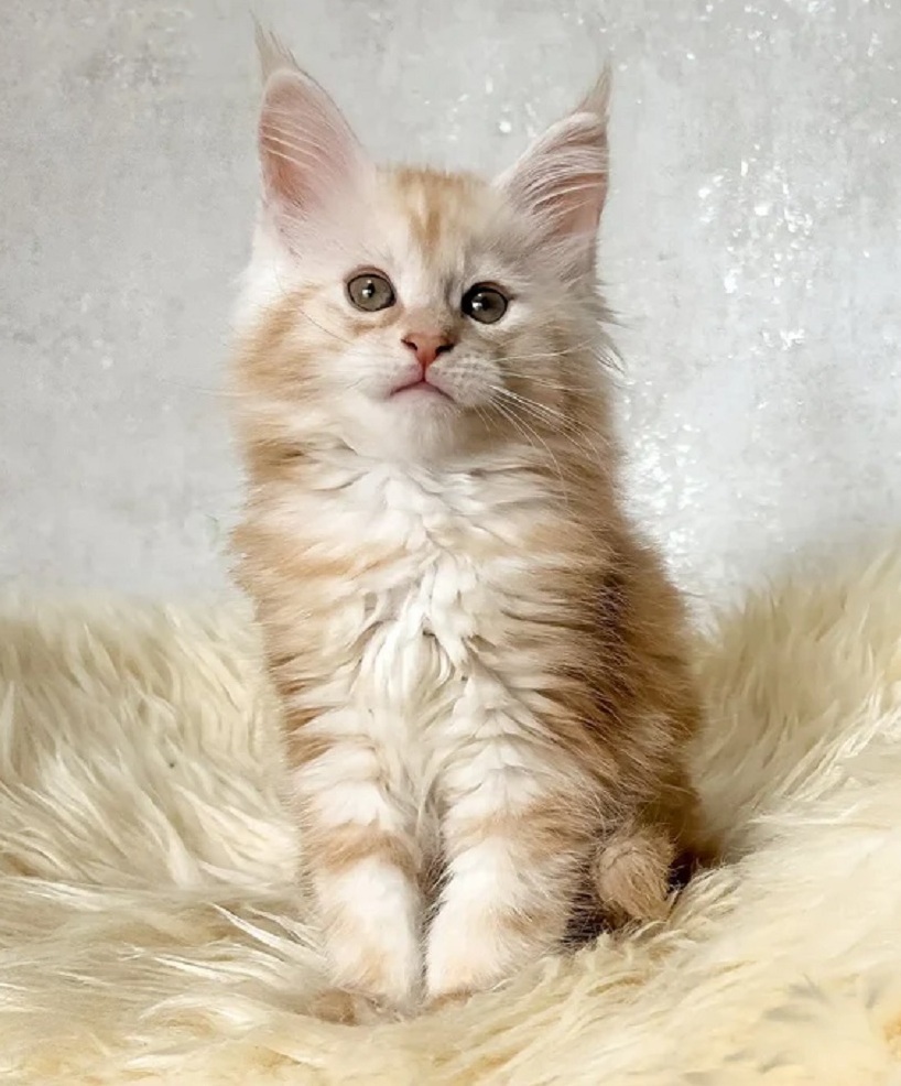 Maine Coon Kittens Geelong VIC – Trusted Pedigree Breeder Pedigree Maine Coon kitten for sale in Geelong VIC
