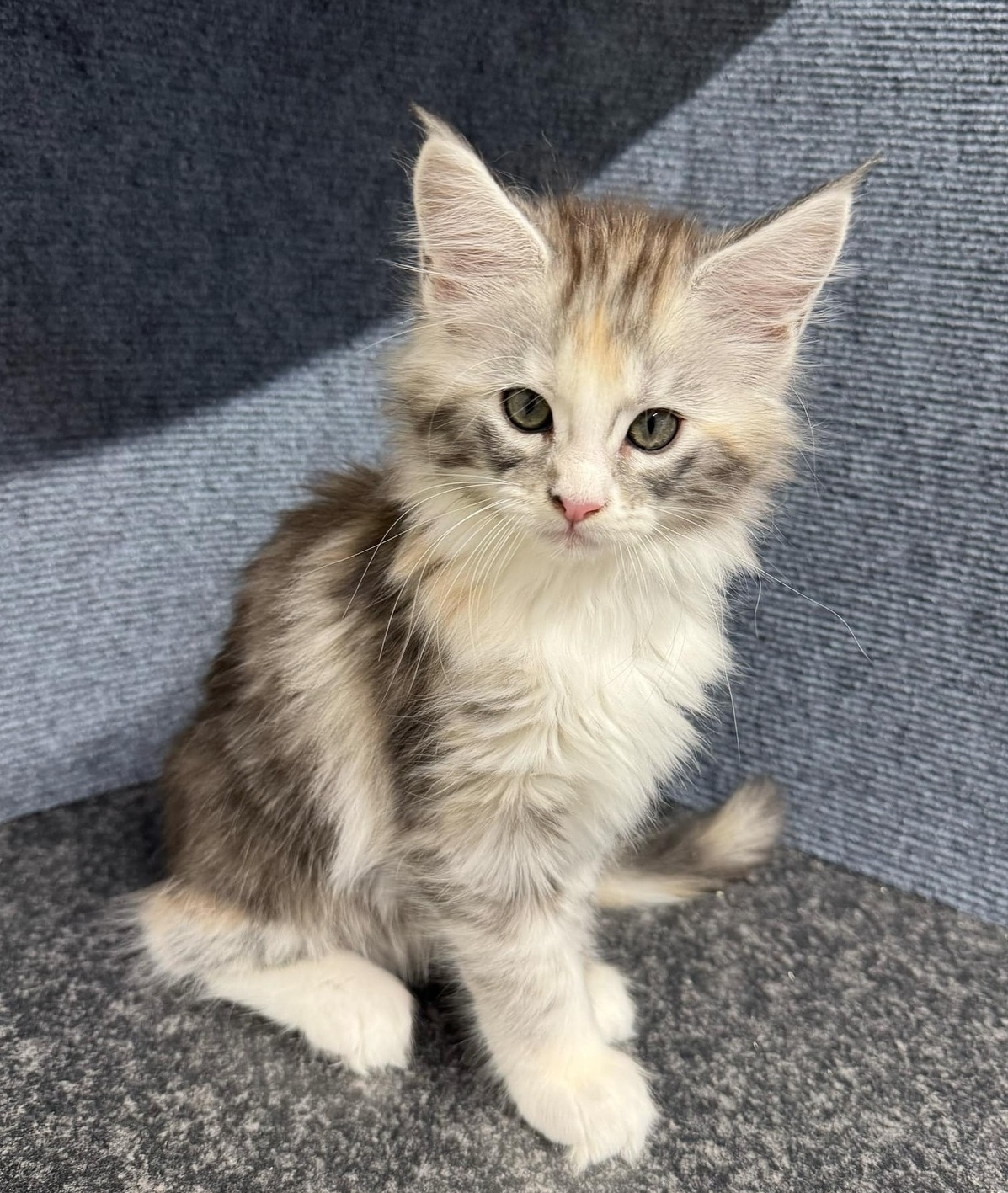 Purebred Maine Coon Kittens Brisbane Queensland