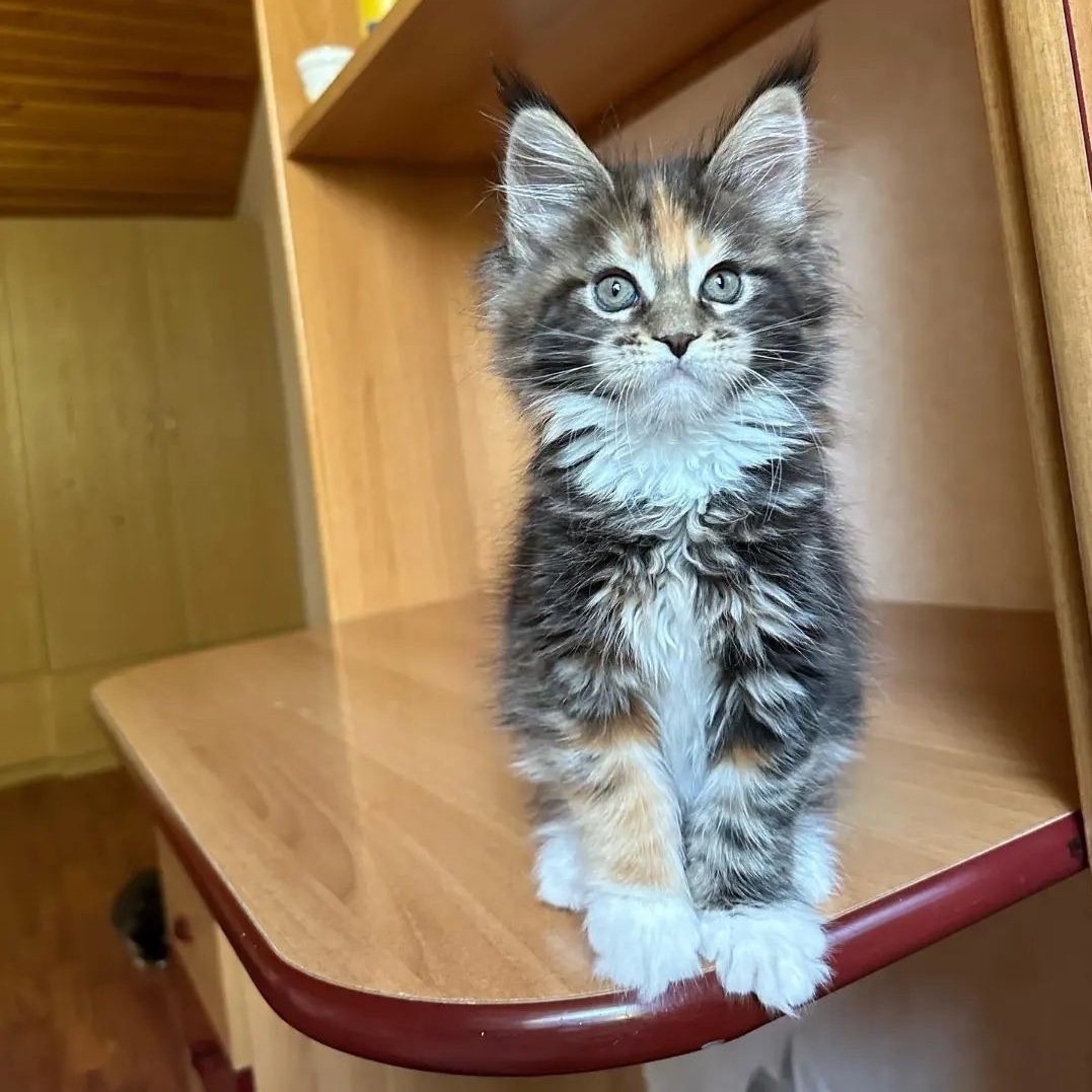 Ethical Maine Coon kitten for sale in Central Coast NSW