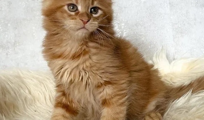 Buy a Maine Coon kitten