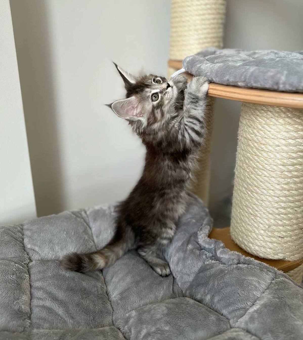 Maine Coon Kittens for Sale Melbourne VIC Australia