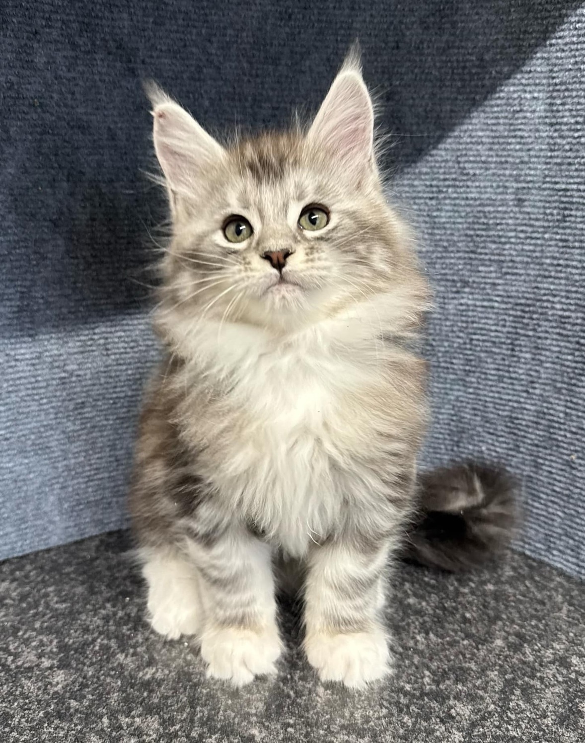 Maine Coon Kittens for Sale Brisbane QLD – Home-Raised & Healthy Healthy Maine Coon kitten for sale in Brisbane QLD