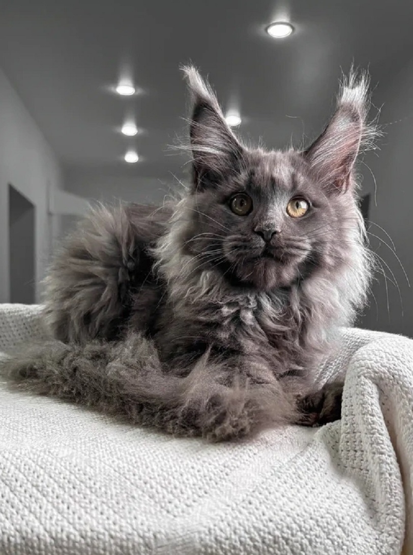 Healthy pedigree Maine Coon kitten in Melbourne VIC ready for adoption