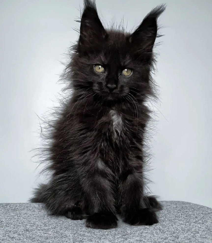 Adorable female Maine Coon kitten with a luxurious fluffy coat, expressive eyes, and beautiful breed characteristics, featured by DirtyPaws Maine Coons.