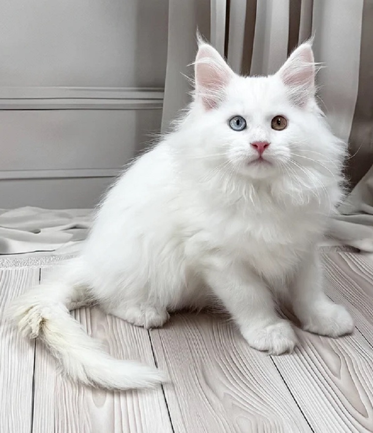 Maine Coon Kittens from DirtyPaws Maine Coons for Newcastle Beautiful Maine Coon kittens from DirtyPaws Maine Coons, available for enquiries from families in Newcastle, NSW, with individual kitten photographs and availability information.