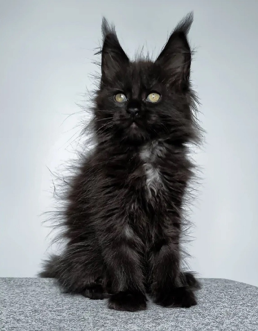 Healthy Maine Coon kitten ready for families in Sydney NSW Maine Coon Kitten Sydney