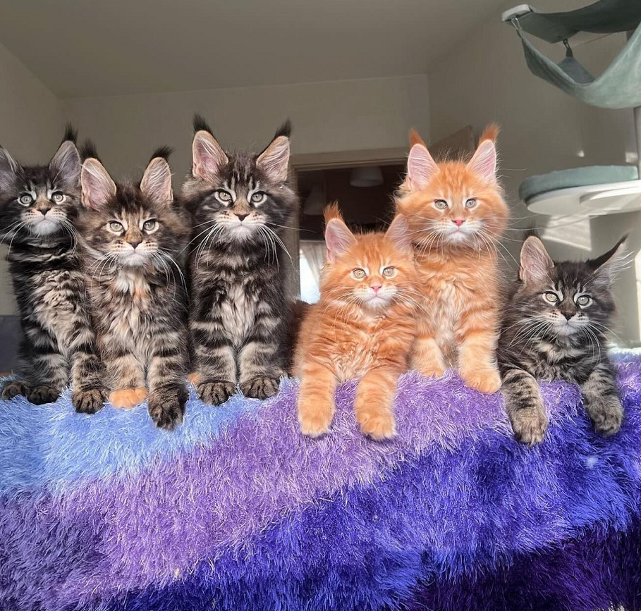 Pedigree Maine Coon kitten in Perth WA