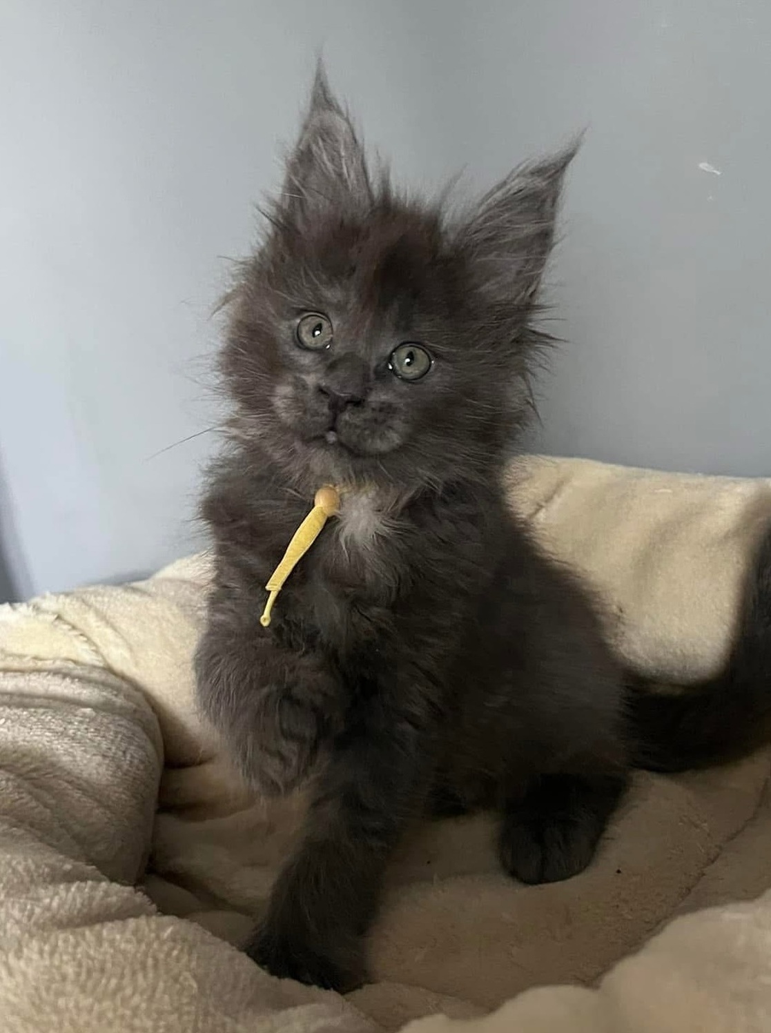 Maine Coon Kittens Wollongong NSW – Home-Raised & Healthy Home-raised Maine Coon kitten in Wollongong NSW