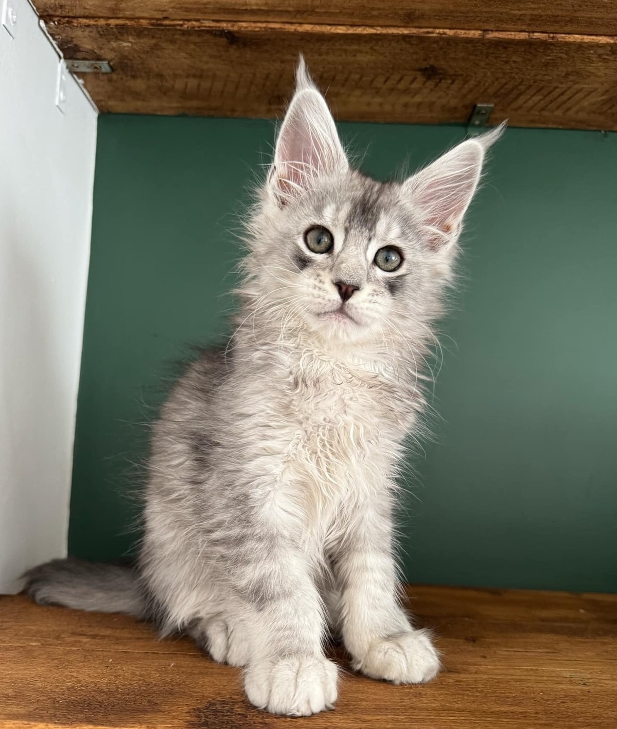 Maine Coon Kittens for Sale Adelaide SA Australia