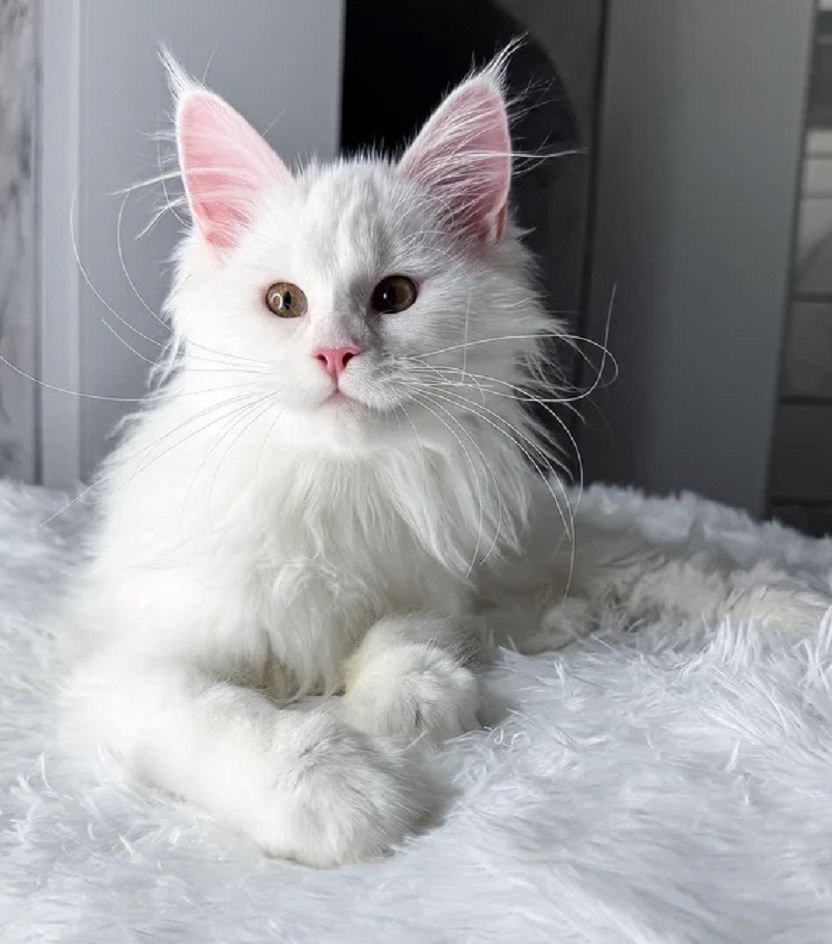 Purebred Maine Coon kitten for sale on the Gold Coast QLD, family-raised