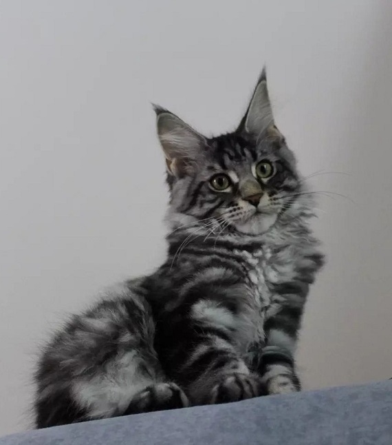 Maine Coon Kittens from DirtyPaws Maine Coons for Hobart Beautiful Maine Coon kittens from DirtyPaws Maine Coons, available for enquiries from families in Hobart, Tasmania, with individual kitten profiles and availability information.