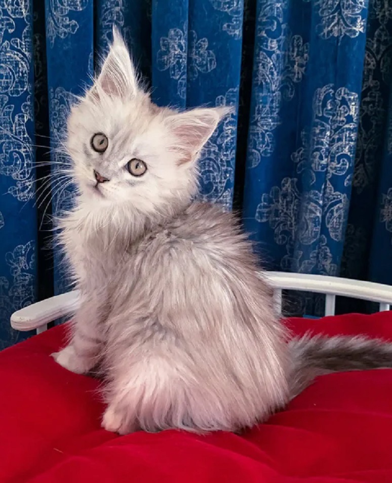 Gorgeous purebred Maine Coon kittens available to NSW buyers, featuring luxurious coats, affectionate personalities, veterinary health checks, and F3 vaccinations.