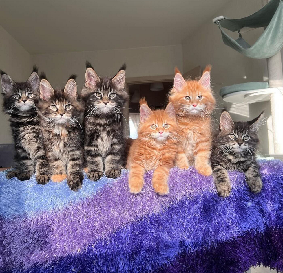 Maine Coon kitten for sale in Geelong from trusted breeder